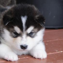 Thomas Edison "Eddie" - Alaskan Malamute puppy in Cokato, Minnesota from WinterStarz Alaskan Malamutes