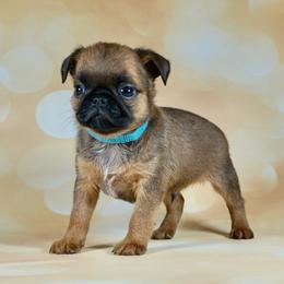Blue Collar Boy - Red male Brussels Griffon puppy in Florida from Robin’s Griffons