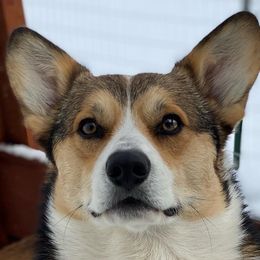 Dachshunds and Pembroke Welsh Corgis from Kendaline Kennels