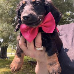Dachshund Puppies from Sissy’s Miniature Dachshunds