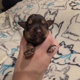 Pippin - Liver female Miniature Schnauzer puppy in Graham, Washington from Olivia's Miniature Schnauzer's