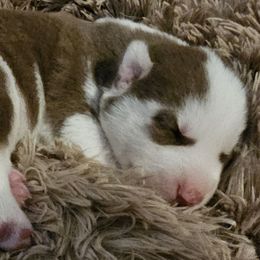 Chase Matthew - Red and white male Siberian Husky puppy in Surprise, Arizona from Country Heart Kennel