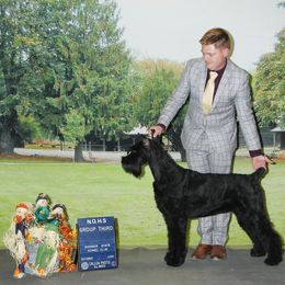 Maze - Giant Schnauzer