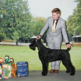 Maze - Giant Schnauzer