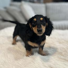 Travis - Black and cream male Dachshund puppy in Price, Utah from Stone Kennels