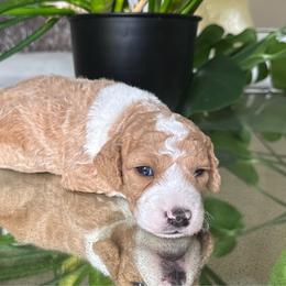 Cash - Brown and white male Sheepadoodle puppy in Los Angeles, California from Exquisite Doodles