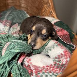 Chuck - Dapple male Dachshund puppy in Pontotoc, Mississippi from Toddy Kennels