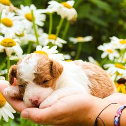 Daisy - Blenheim female Cavapoo puppy in Spencerville, Indiana from Cavapoo Corner