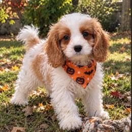 Josh - Red male Cavapoo puppy in Tucson, Arizona from Adored Poodle & Doodles