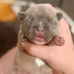Muffin - Blue fawn female French Bulldog puppy in Opelika, Alabama from Fancy Face Frenchies