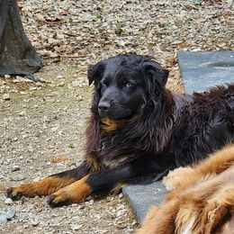 Maggie - Black tri-color female Australian Shepherd puppy in Archie, Missouri from Beachin' Aussies