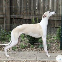 Whippet Puppies from Tigger’s Whippets