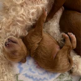 Fitz - Red  male Goldendoodle puppy in Lillington, North Carolina from Peace, Love, and Puppies at the Creek