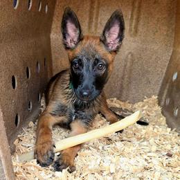 Cinnamon - Fawn female Belgian Malinois puppy in Andersonville, Tennessee from Working W Kennels