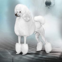 Segie - Poodle
