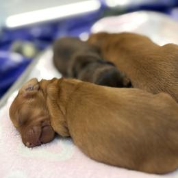 Dachshund Puppies from Mini Dachshund Collection