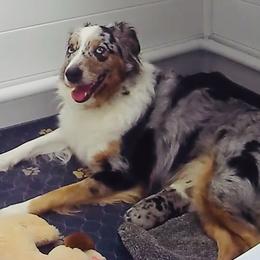 Billy - Blue merle male Australian Shepherd puppy in Palm Bay, Florida from Wiggle Butt's