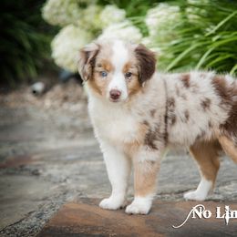 Toy Australian Shepherd Puppies from No Limit Ranch Miniature and Toy Australian Shepherds