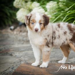 Toy Australian Shepherd Puppies from No Limit Ranch Miniature and Toy Australian Shepherds