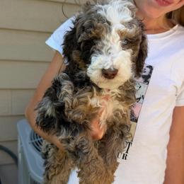 Rhett BLUE EYES - Chocolate merle male Bernedoodle puppy in Horseshoe Bend, Idaho from Over the Moon Poodles and Doodles