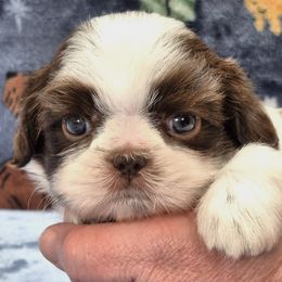 BUSTER - Liver and white male Shih Tzu puppy in Candler, North Carolina from Pup-Tzu WNC