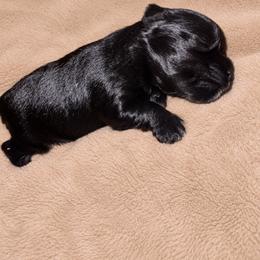 Luna - Black female Miniature Schnauzer puppy in Lumberton, Texas from Smart Choice Miniature Schnauzers