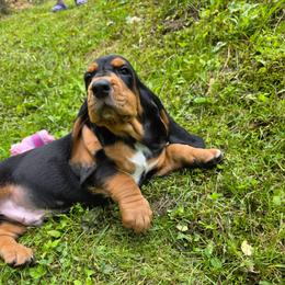 Shaggy 3000 - Black brown and white male Basset Hound puppy in Big Rapids, Michigan from Basket Hound Bassets