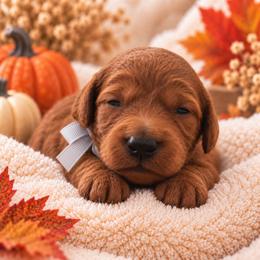 Silver collar boy - Red male Irish Doodle puppy in Madison, Wisconsin from Morningside Doodles