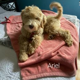 Labradoodle Puppies from 101 Labradoodles