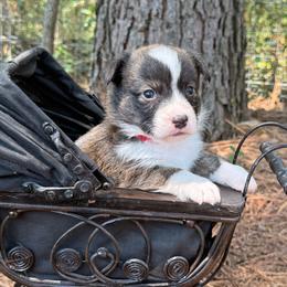 Red collar - Brindle and white male American Corgi puppy in Nashville, Arkansas from Whisenhunt Farms