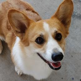 Rosy - Pembroke Welsh Corgi