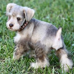 Ms. Coco - Liver female Miniature Schnauzer puppy in Pensacola, Florida from Reservoir Dogs