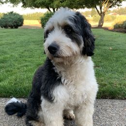 Indi - Bernedoodle