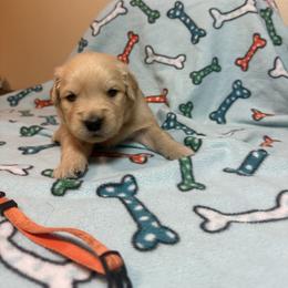 Boy 2-Orange - Golden male Golden Retriever puppy in North Pole, Alaska from Mulberry Retrievers
