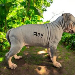 Ray- Poise Hold Onto Your Buttz - Black tan and white American Hairless Terrier puppy in Cleveland, Texas from Poise Aussies & American Hairless Terriers