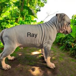 Ray- Poise Hold Onto Your Buttz - Black tan and white American Hairless Terrier puppy in Cleveland, Texas from Poise Aussies & American Hairless Terriers
