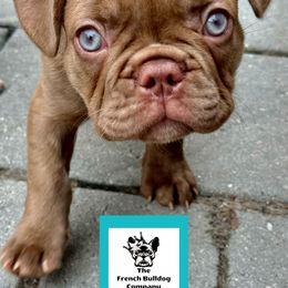 French Bulldog Puppies from The French Bulldog Company LLC