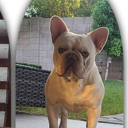 Ruckus - French Bulldog