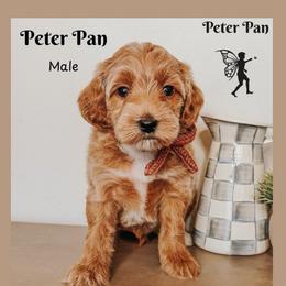 Peter pan - Red  male Goldendoodle puppy in Hilton, New York from The House of Goldendoodle
