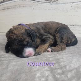 Countess (Purple Collar) - Sable female Goldendoodle puppy in Scurry, Texas from 07 Seven Oaks Goldens and Doodles