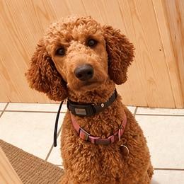 Roxy - Poodle