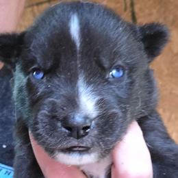 Girl 5 - Black and white female Siberian Husky puppy in Dover, Kentucky from Blevins Hill Top Huskies