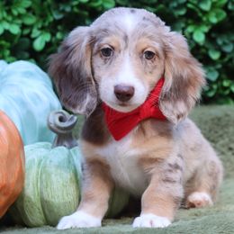 Dachshund puppies from Bowdachs Cream Pies