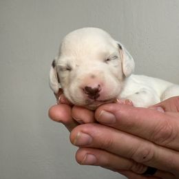 Oz - White and black male Dalmatian puppy in Chehalis, Washington from Dalmatian Vacation