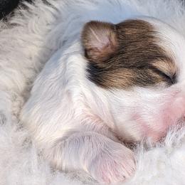 Lhasa Apsos from Robin's Lhasa Apsos