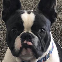 French Bulldogs from For The Love of Frenchies