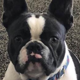 French Bulldogs from For The Love of Frenchies