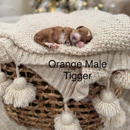 Tiger - Red  male Goldendoodle puppy in Springville, Utah from JW Doodles