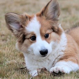 Cardigan Welsh Corgis from Barkstock