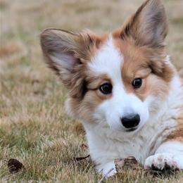 Cardigan Welsh Corgis from Barkstock